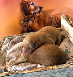 River/Remi puppies born March 23, 2023