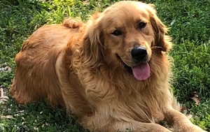 Golden Retrievers Breed Photo