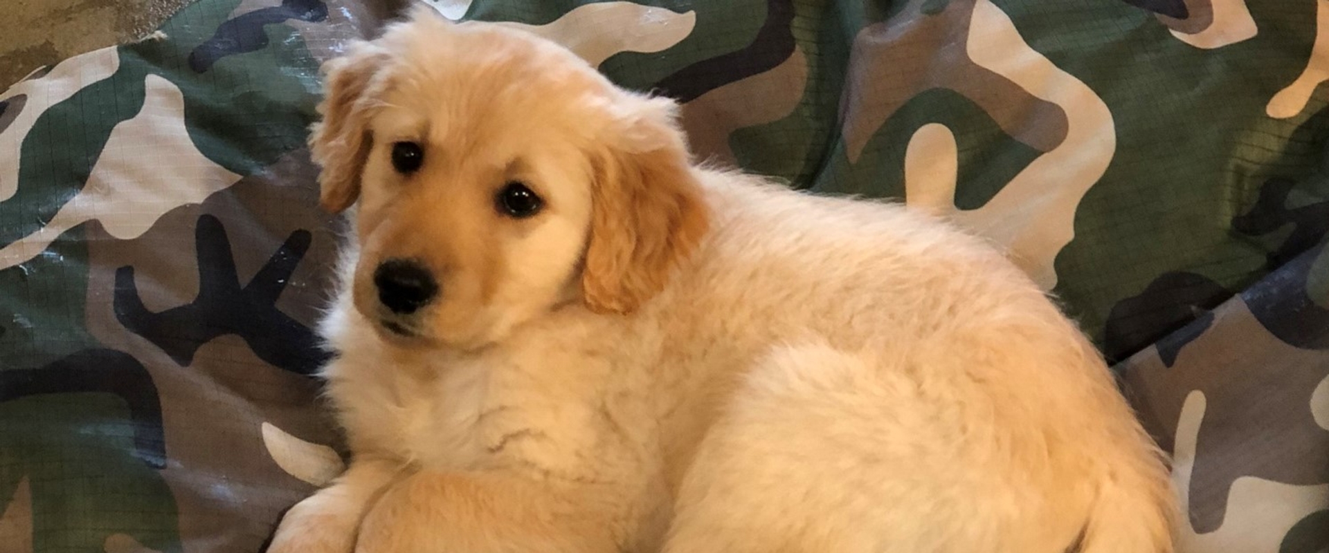 Birk S Place Golden Retrievers