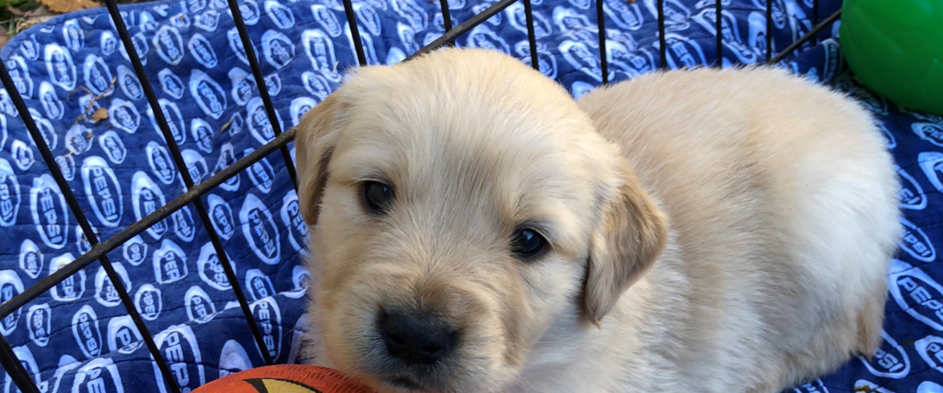 Birk S Place Golden Retrievers